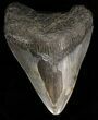 Bargain Megalodon Tooth - North Carolina #38710-1